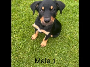 Kelpie Puppies for sale