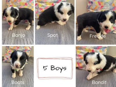 Border Collie – Isisford