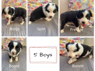 Border Collie – Isisford