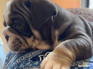 British Bulldog – Browns Plains