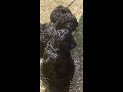 REDUCED Toy Poodle – North Lakes