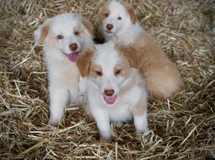 Border Collie – Tamworth