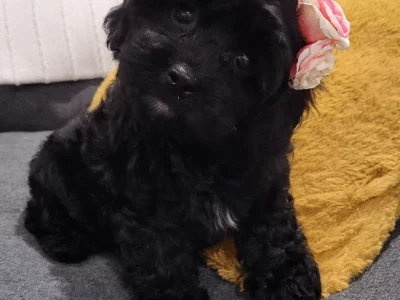 Cavoodle – Yarrabilba