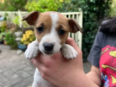 5 Purebred Jack Russell Terrier puppies