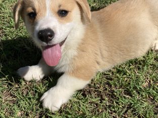 Corgi – Moree