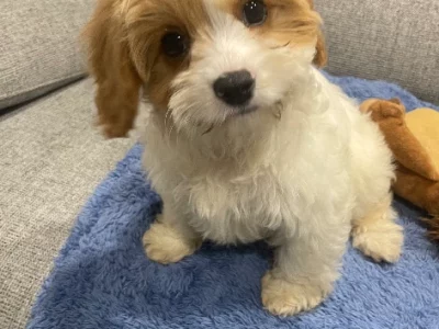 Cavoodle – Port Macquarie