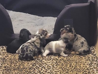 Mini Dachshund – Sorrento