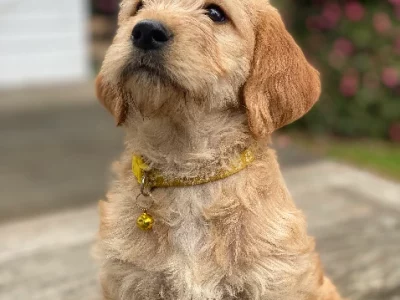 Beautiful Labradoodle Puppies