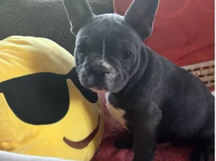 Blue brindle French bulldogs