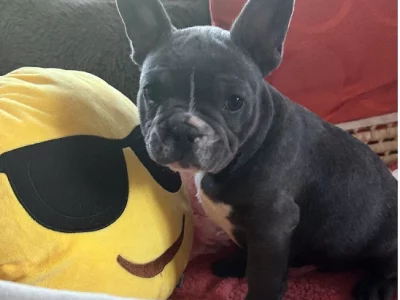 Blue brindle French bulldogs
