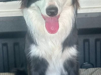 Border Collie – Jimboomba