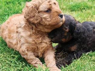 Daddy Bears Theodore Cavoodles