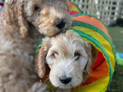 Double Doodle (Groodle x Labradoodle) pups 8 weeks