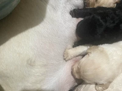 Expressions of interest