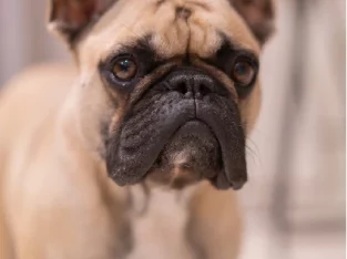 Female French Bulldog 2 Years