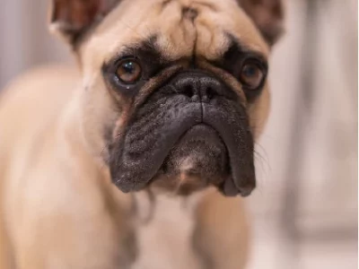 Female French Bulldog 2 Years