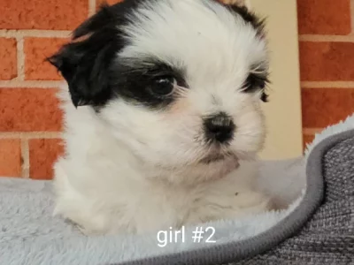 Female Maltese Shih tzu Pups