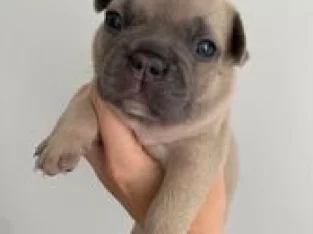 French Bulldog Puppies