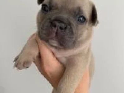 French Bulldog Puppies
