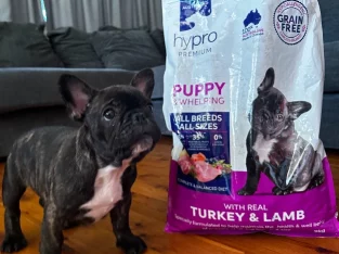 French Bulldog puppies