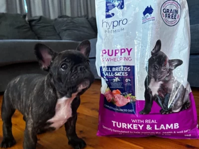 French Bulldog puppies