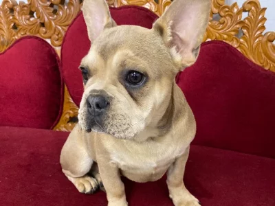 French Bulldogs