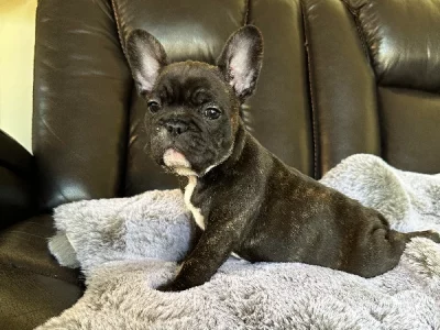 Frenchies looking for a home