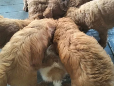 Groodles Red & Golden