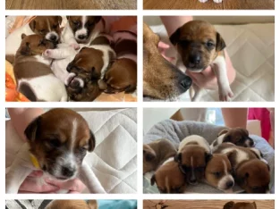Jack Russell adorable puppies