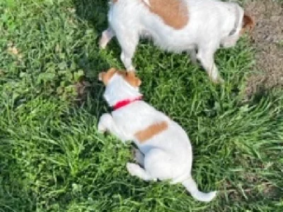 Jack Russell Pup