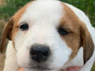 Jack Russell Puppies