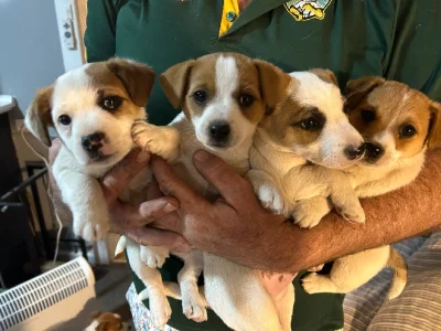 Jack Russell Puppies