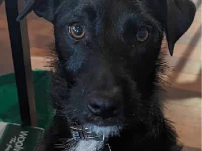 Jack Russell x Patterdale Terrier