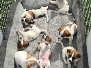 JACKIES GALOUR beautiful colours x 6