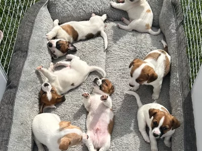 JACKIES GALOUR beautiful colours x 6