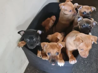 Jackrussell cross Kelpie puppies