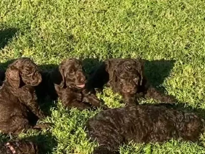 LABRADOODLE PUPPIES