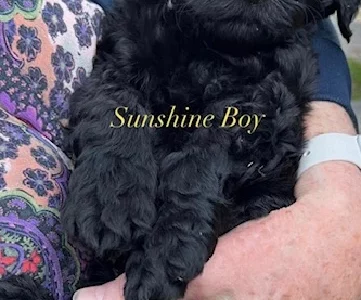 Labradoodle Puppies (F2) available from 29 July
