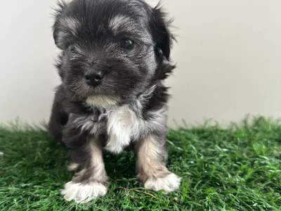 Maltese Shih Tzu – Woodberry