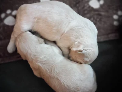 MEdium Fleece Coast Cream Goodle Pups