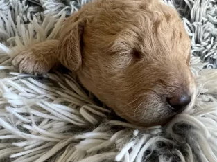 Mini Labradoodle Puppies