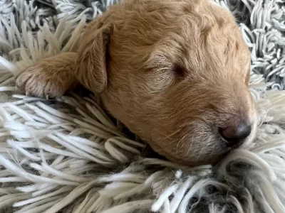 Mini Labradoodle Puppies