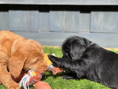 Mini Labradoodle – Ready 4 forever home