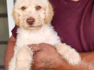 Premium F1b Toy/mini Labradoodles