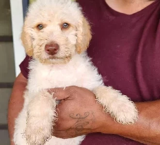 Premium F1b Toy/mini Labradoodles