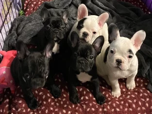 Purebred French Bulldog Puppies