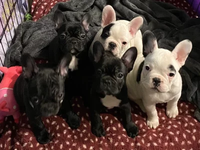 Purebred French Bulldog Puppies