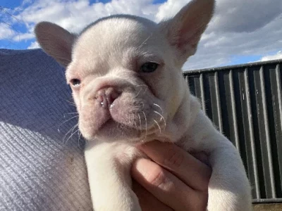 Purebred French Bulldog PUPPIES