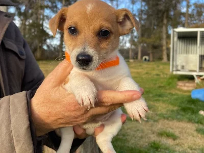 Purebred Jack Russell