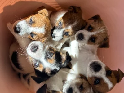 PUREBRED Jack Russell Puppues